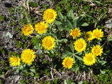 IMG_0390Golden fleabane Erigeron aureus .JPG