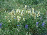 IMG_0411Bracted Lousewort Pedicularis bracteosa.JPG