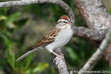 Chipping Sparrow
