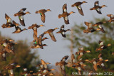 1IMG_0635 copy 2.jpg
