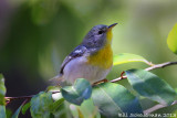 Northern Parula