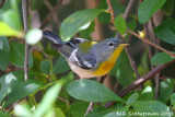 Northern Parula