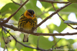 Cape May Warbler