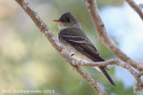 Eastern Wood Pewee