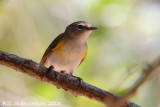 American Redstart