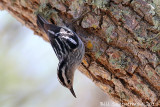 Black & White Warbler