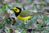 Hooded Warbler
