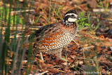 Northern Bobwhite