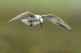 Whiskered Tern