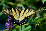 Butterfly on butterfly bush