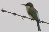 Blue-throated Bee-Eater (Merops viridis), Juvenile