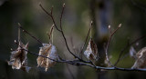 Early Spring Vine Maple (ThunderKnob_040813-140-3.jpg)