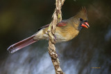 birds_2012