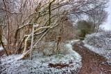 Nutwood IMG_8234.jpg
