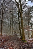 Nutwood IMG_8243-3.jpg