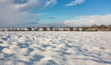 Beverley Westwood IMG_8419.jpg