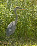 Even more Birds
