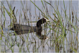 Foulque macroule - Common coot 2.JPG