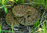 Prairie Rattllesnake (Crotalus viridis)