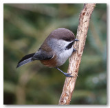 Mésange à tête brune _9389.jpg