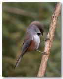 Mésange à tête brune_9393.jpg