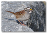 Bruant à gorge blanche_5732.jpg
