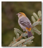 Durbec des sapins_9535.jpg