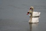 Mute Swan (Cygnus olor) Karower Teiche, Berlin