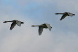 Bewick's Swan (Cygnus bewickii) Texel