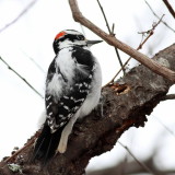 Hairy Woodpecker