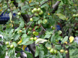 Crab Apple Crop