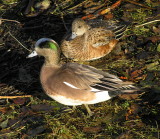 American Wigeon pair