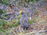 Dusky Grouse male