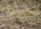 Gray Patridge trio
