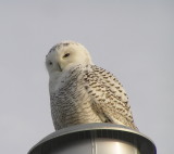 Snowy Owl