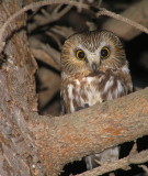 Northern SawWhet