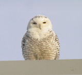 Snowy Owl