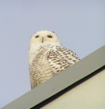 Snowy Owl