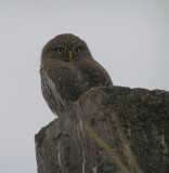 Northern Pygmy Owl