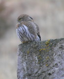 Northern Pygmy Owl