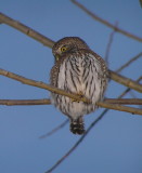 Northern Pygmy Owl