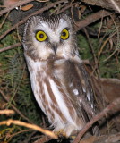 Northern SawWhet Owl