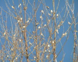 Snow bunting in trees