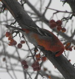 Pine Grosbeak