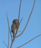 Northern Pygmy Owl