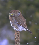 Northern Pygmy Owl