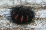 Giant Leopard Moth