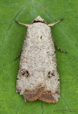 Green Cutworm Moth Anicla infecta #10911