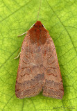 Footpath Sallow Moth Metaxaglaea semitaria #9945