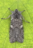Lithophane laticinerea #9914